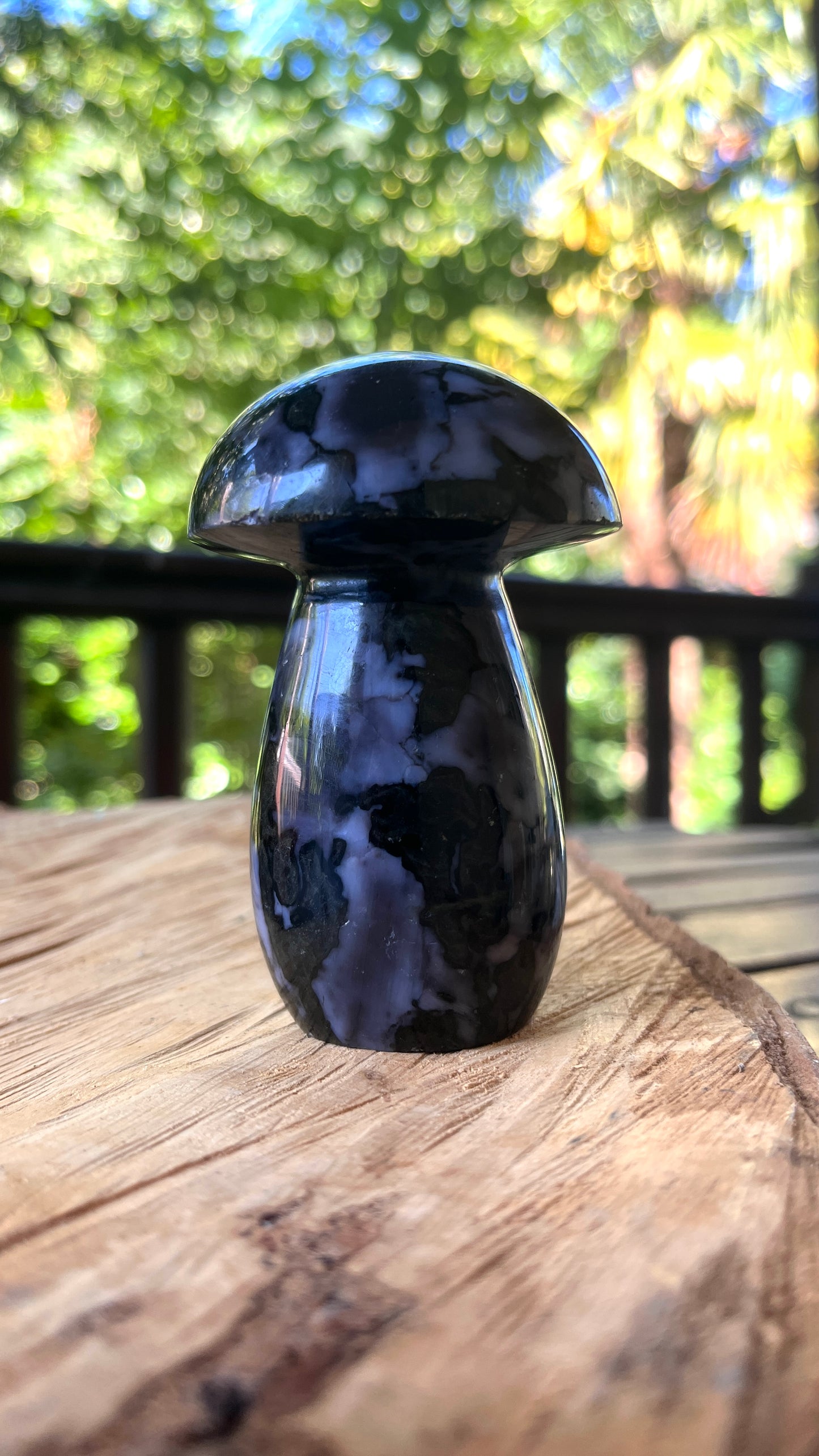 Champignon Gabbro