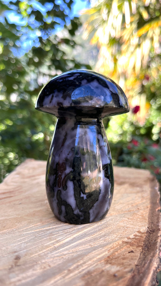 Champignon Gabbro
