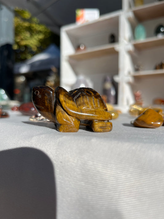 Tortue Œil de tigre