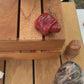 Tortue Jaspe rouge