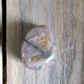 Chiastolite
