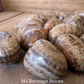 Aragonite