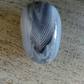 Agate Botswana