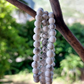 Howlite